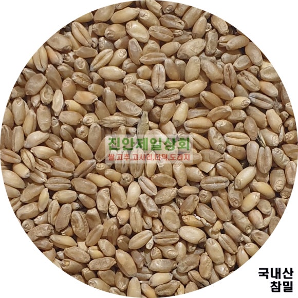 참밀 이미지