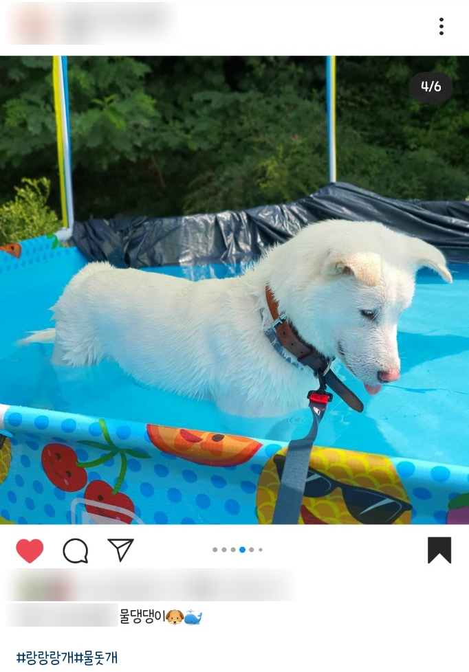 랑개 이미지