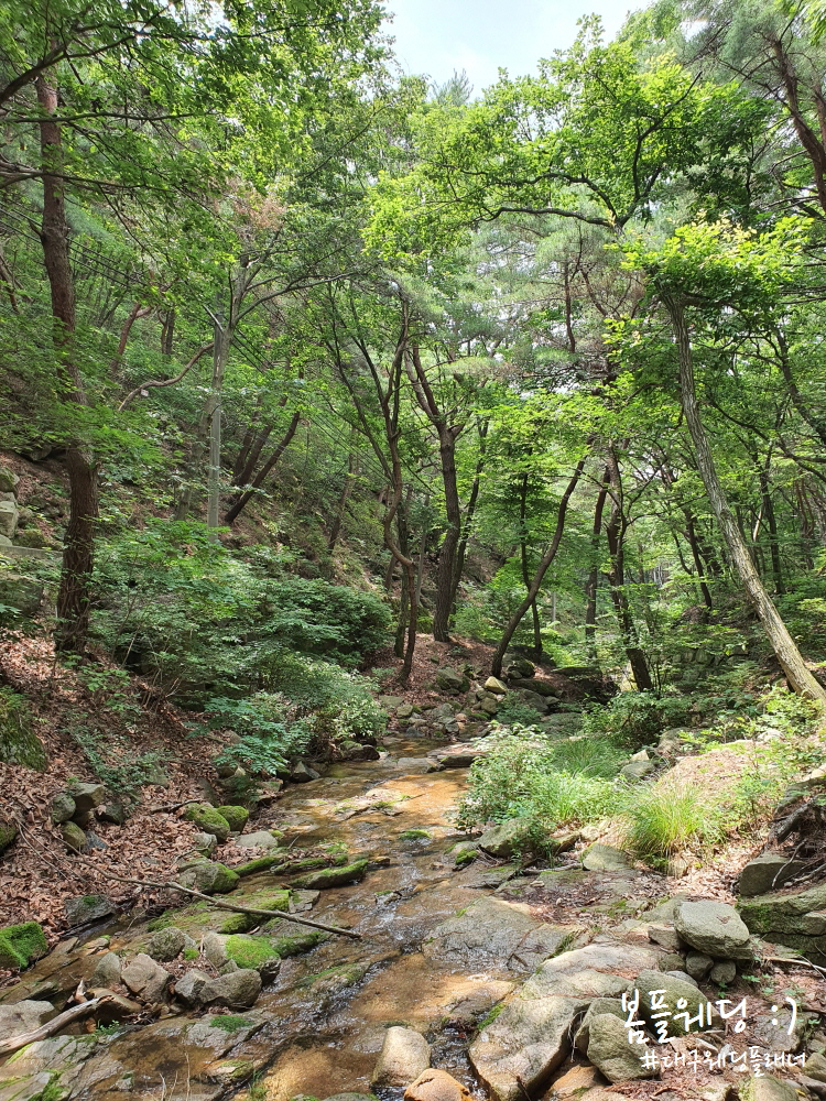 소나무숲길 이미지
