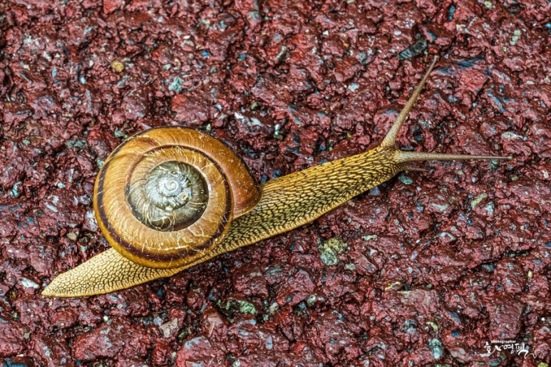지리산꽃다연 이미지