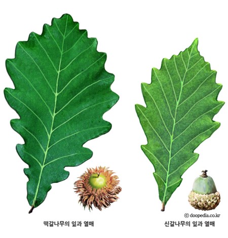식잡 이미지