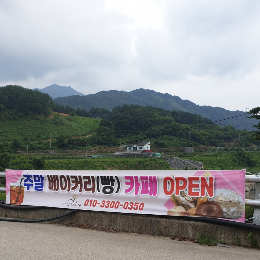 지리산황금나무 이미지