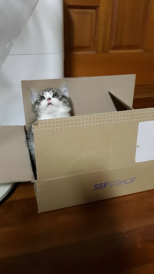달콩이 이미지