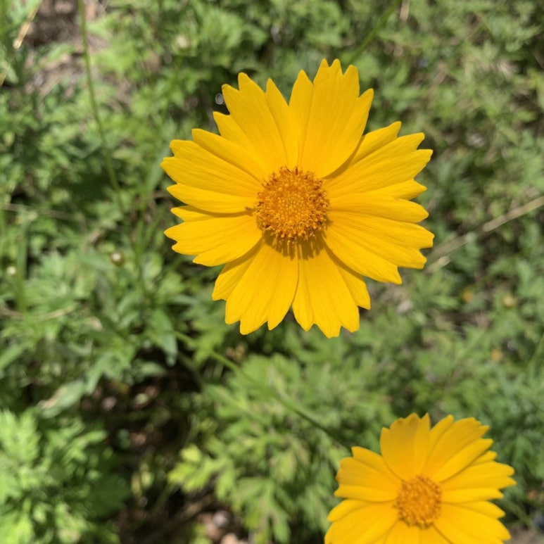 오하이케이크 이미지