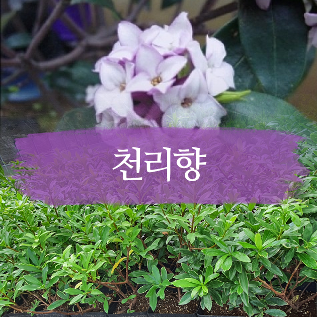 대성조경농원 이미지