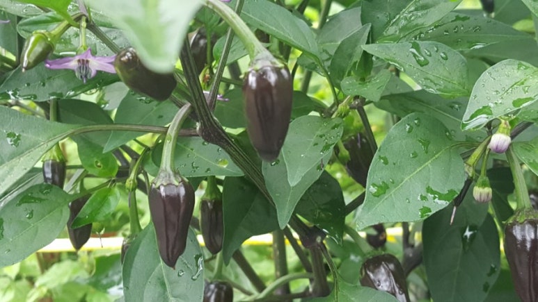 세종병원장례식장식당 이미지