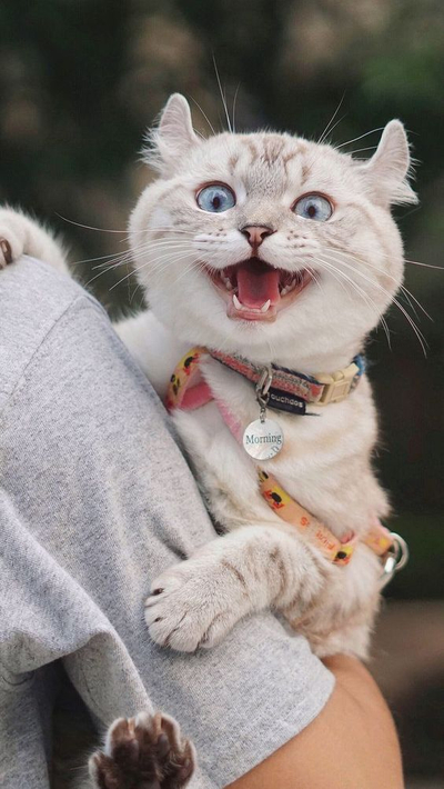 본세이로무시 이미지