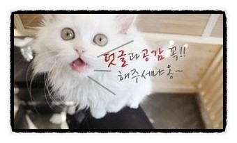 하이야트미용실 이미지