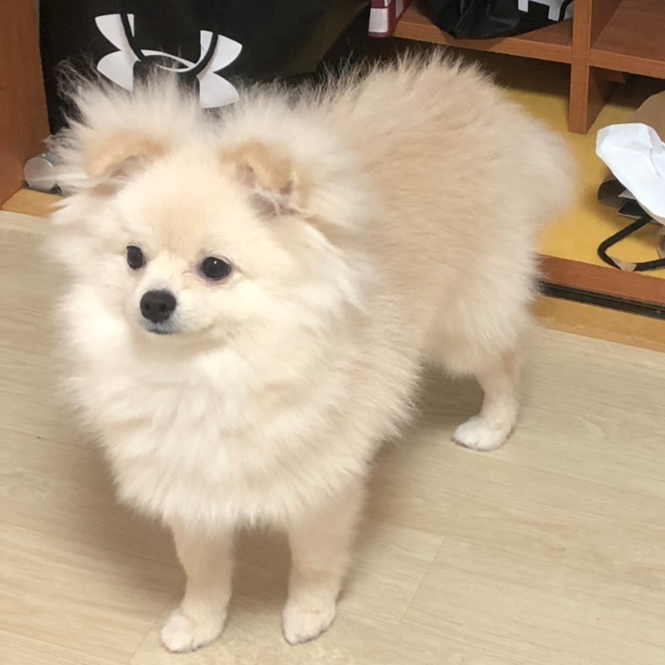 다인스그랜파 이미지