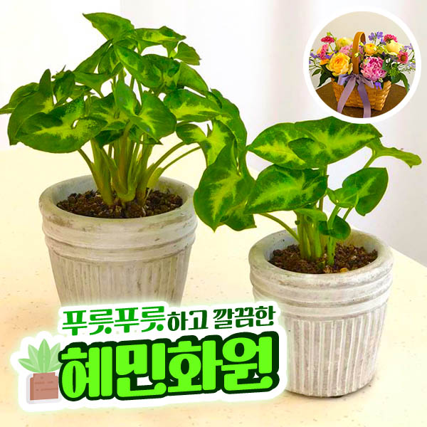 혜민꽃집 이미지