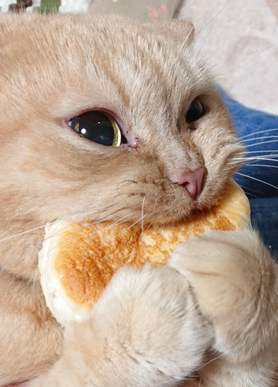 본세이로무시 이미지