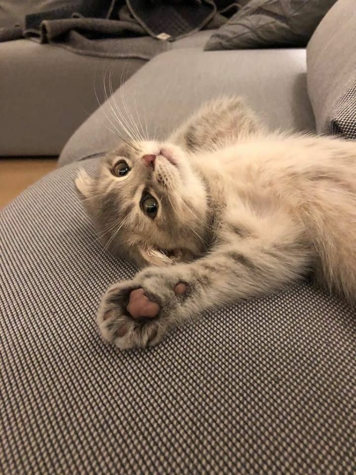 나만없어고양이 이미지