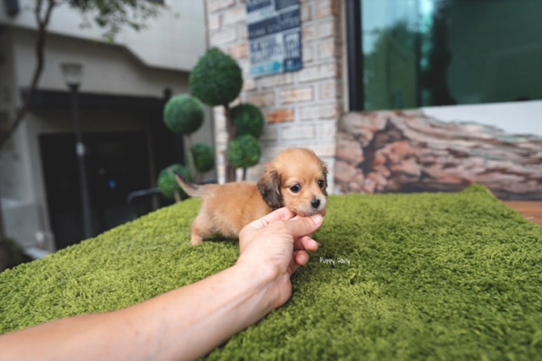 닥스훈트(DACHS HUND) 이미지