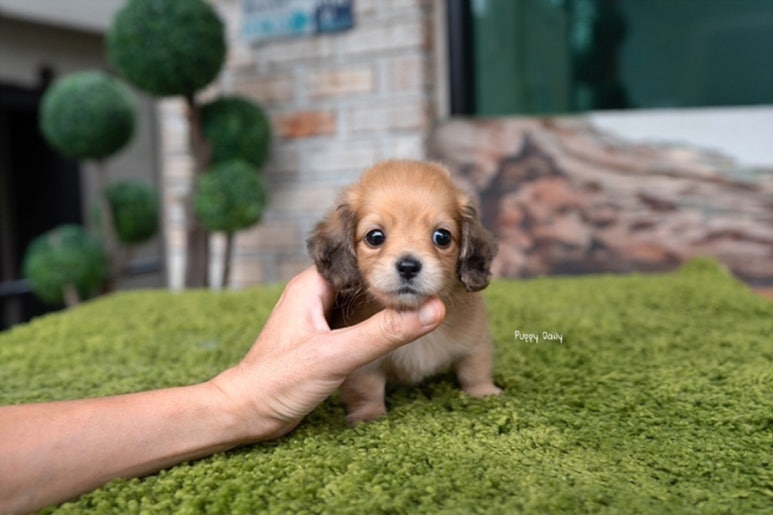 닥스훈트(DACHS HUND) 이미지