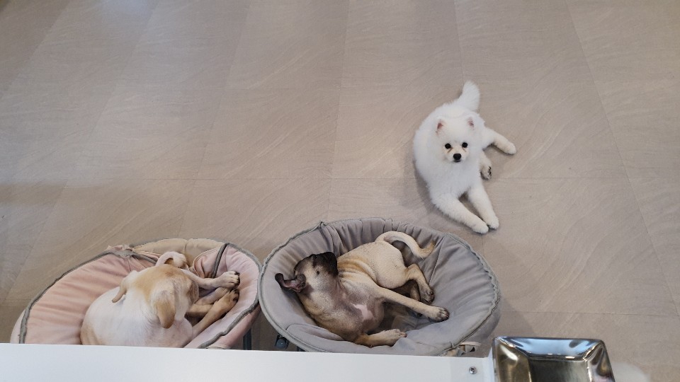 패셋 이미지