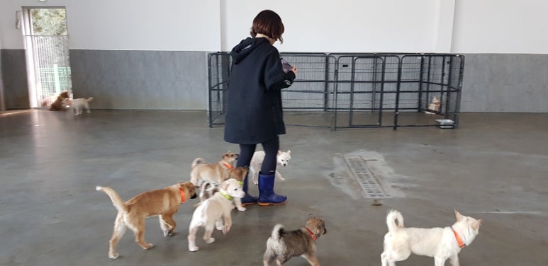 랑개 이미지