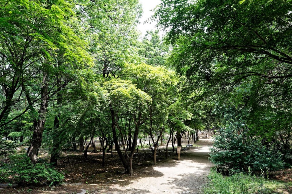 푸른숲 이미지