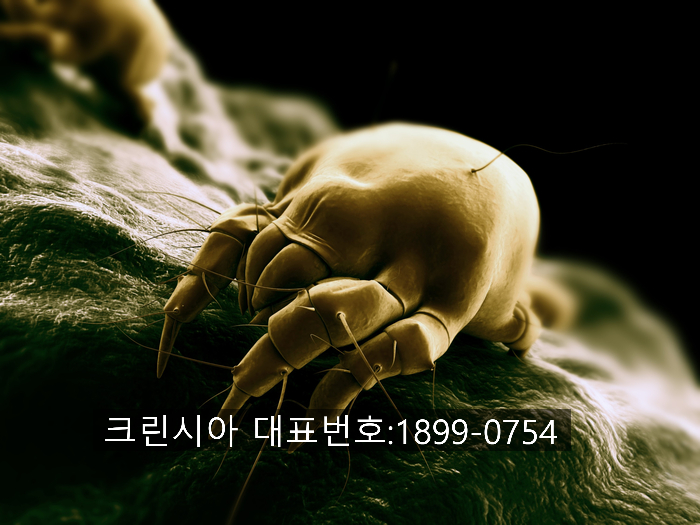 대전크린 이미지
