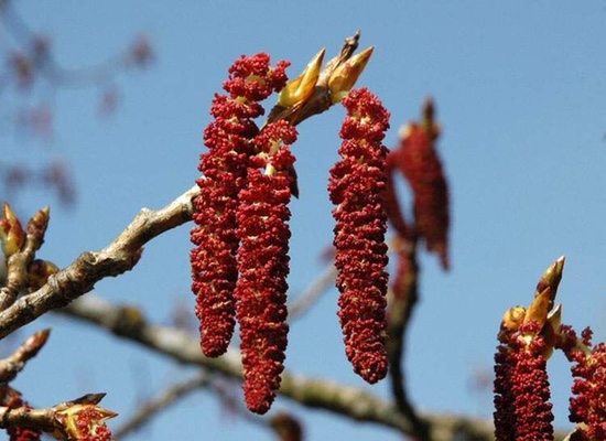 포플러(poplar) 이미지