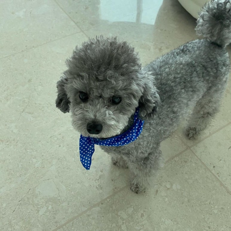 젤스타 이미지