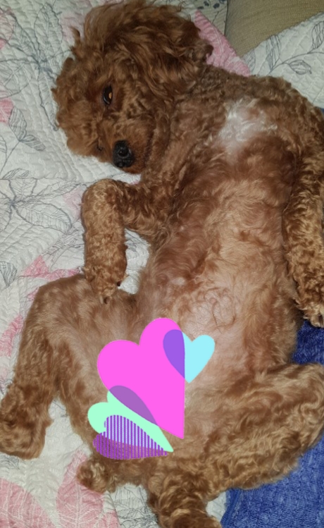 라라조이 이미지