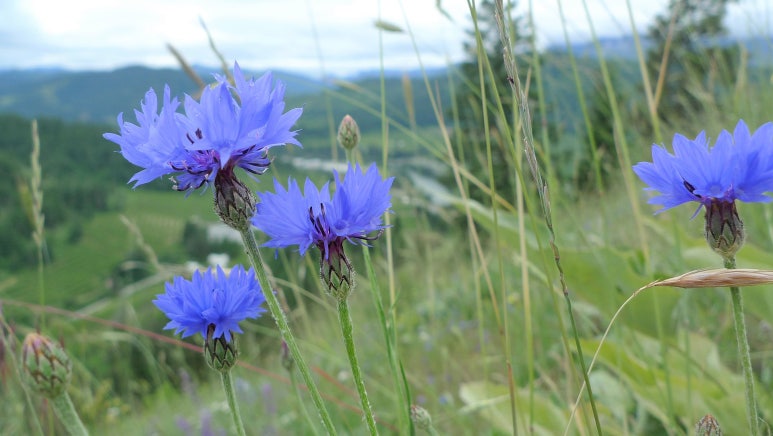 행복flower 이미지