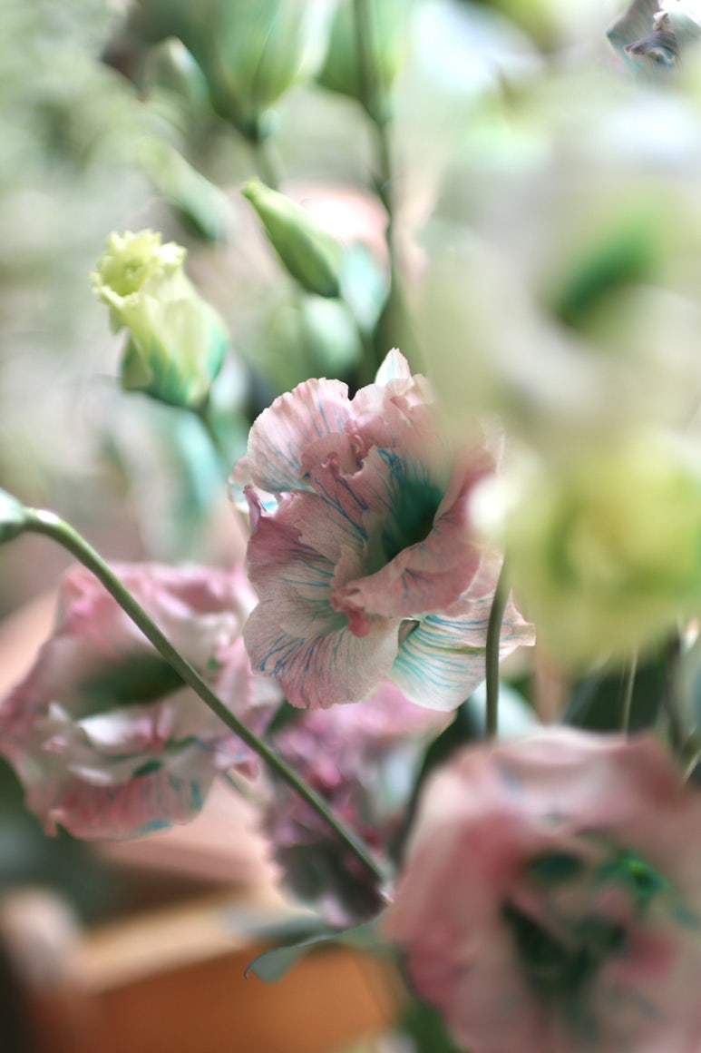꽃피다Bloom 이미지