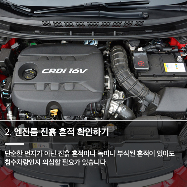 오일리브 이미지