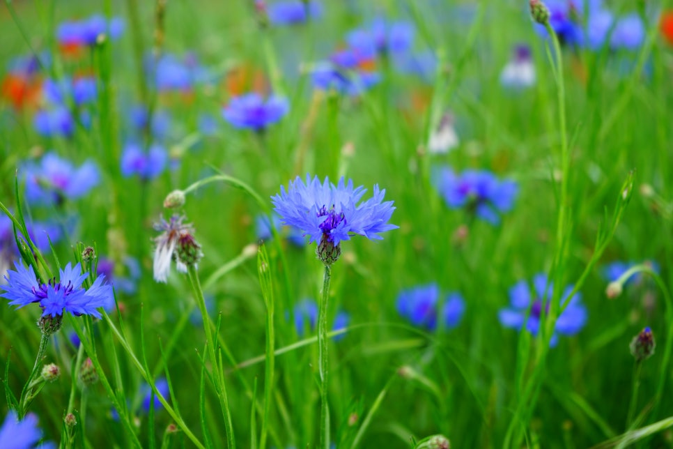 행복flower 이미지