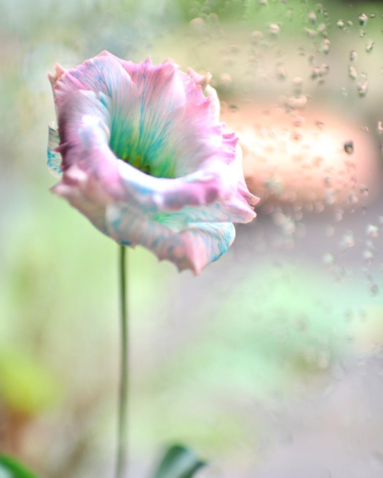 꽃피다Bloom 이미지