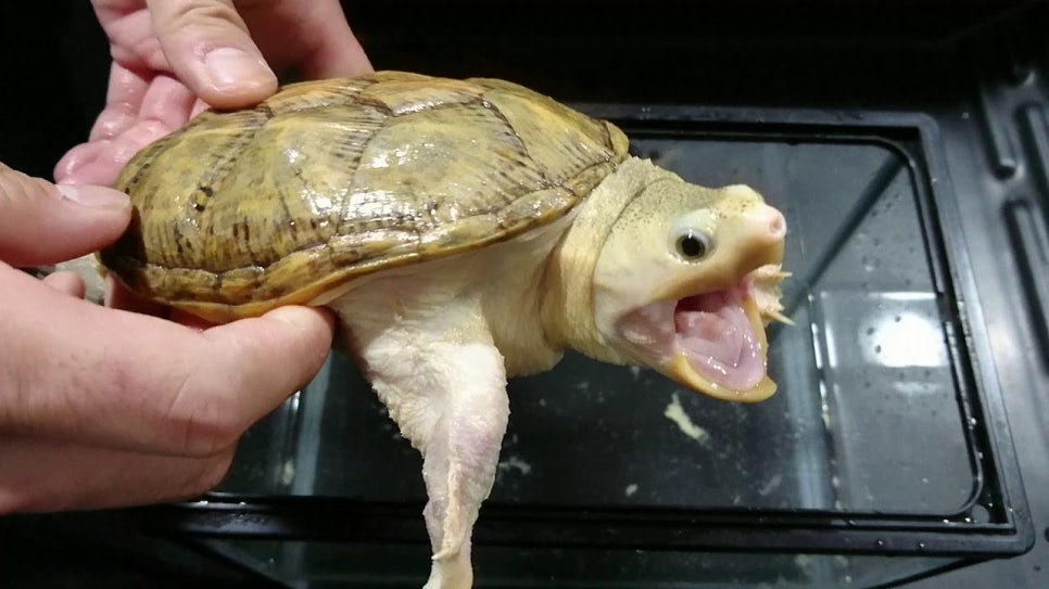 터틀샵 이미지