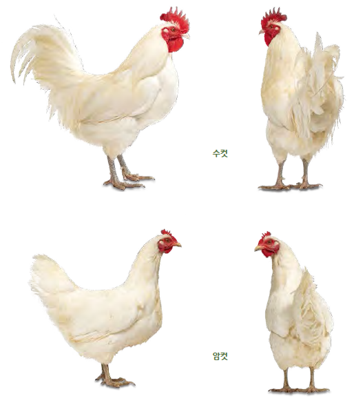 성은축산 이미지