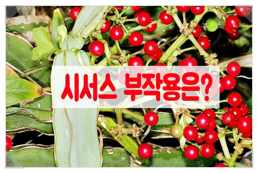 밀성가스 이미지