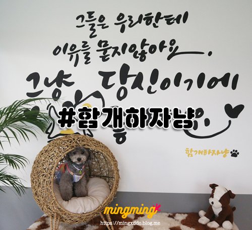 함개하자냥 이미지