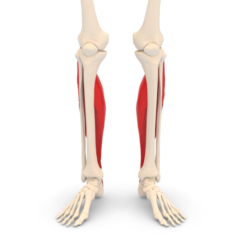 넙치근 (가자미근 Soleus) 네이버 블로그