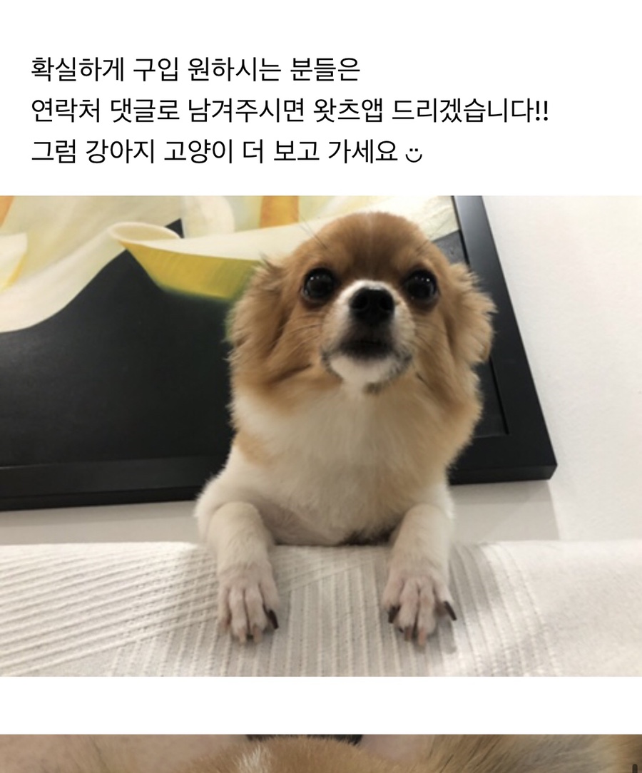 어매중고 이미지