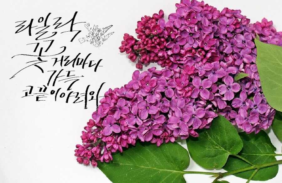 선지그리다 이미지