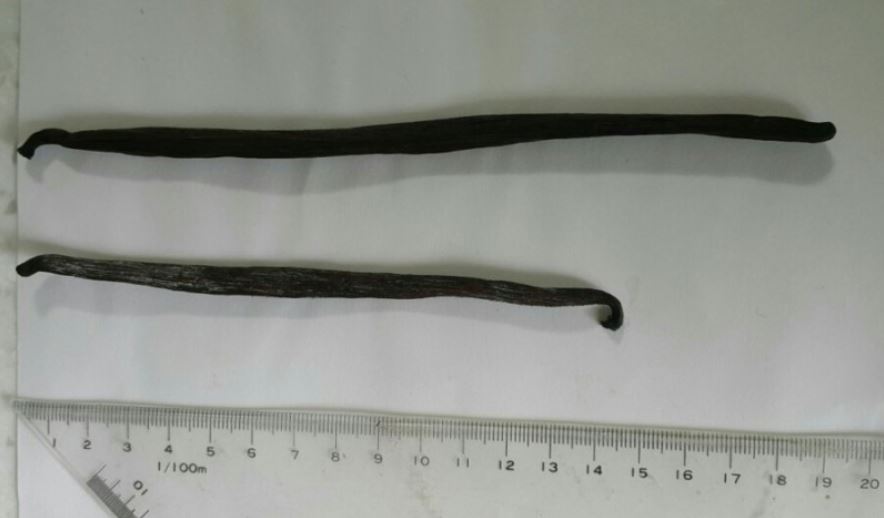 바닐라빈 이미지