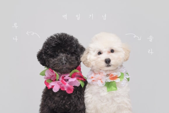 루나솔라 이미지