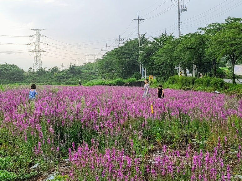 노랑꽃밭 이미지