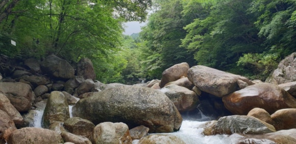 향백 이미지