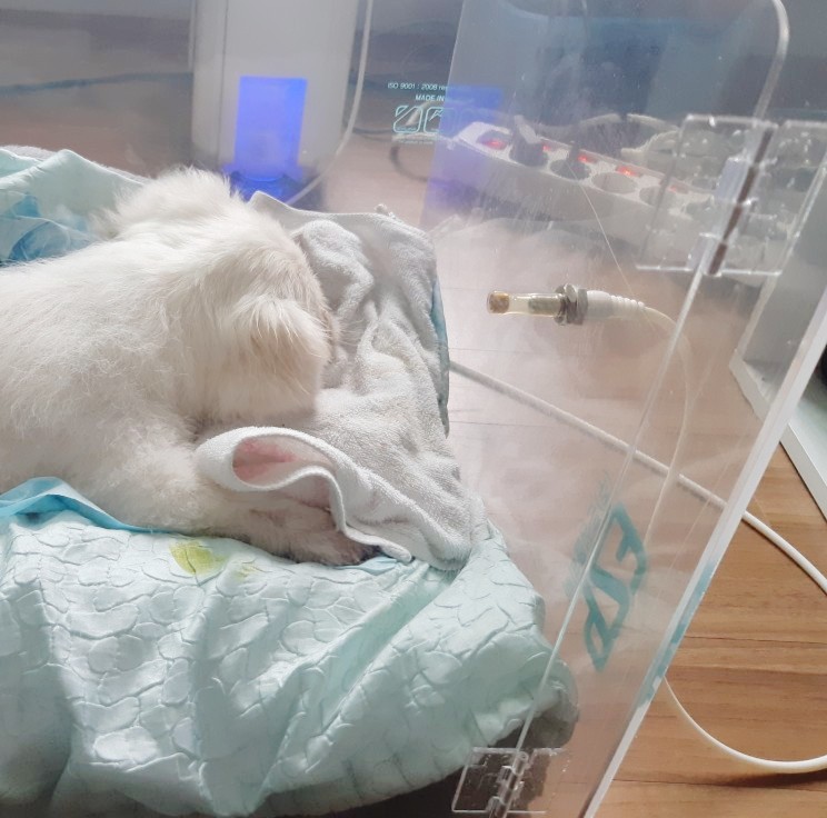 오투산소방 이미지