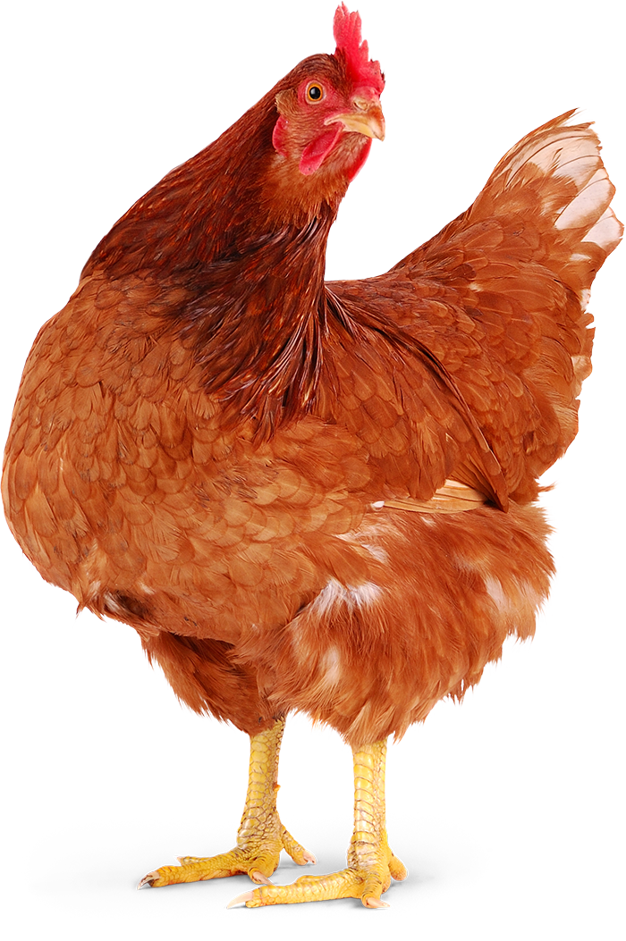 제주축산 이미지