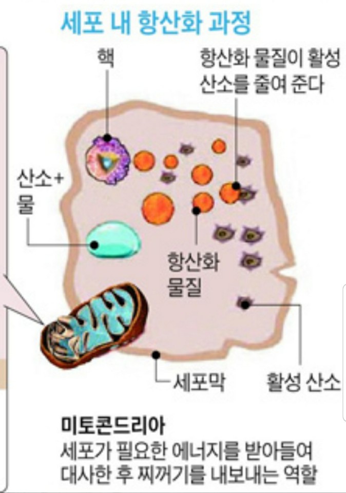 오피시 이미지