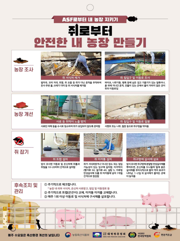 지금,돼지 이미지