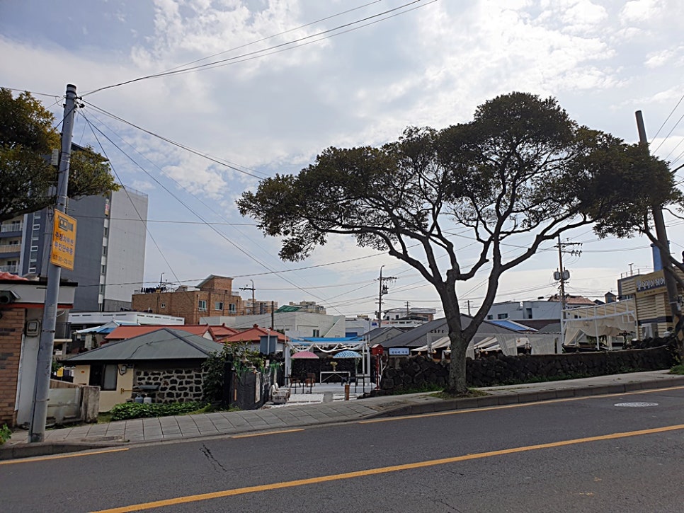 제주김귤 이미지