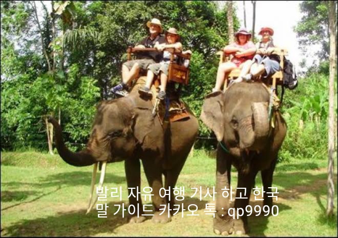 바카스 이미지