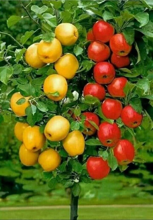 과일세상 이미지