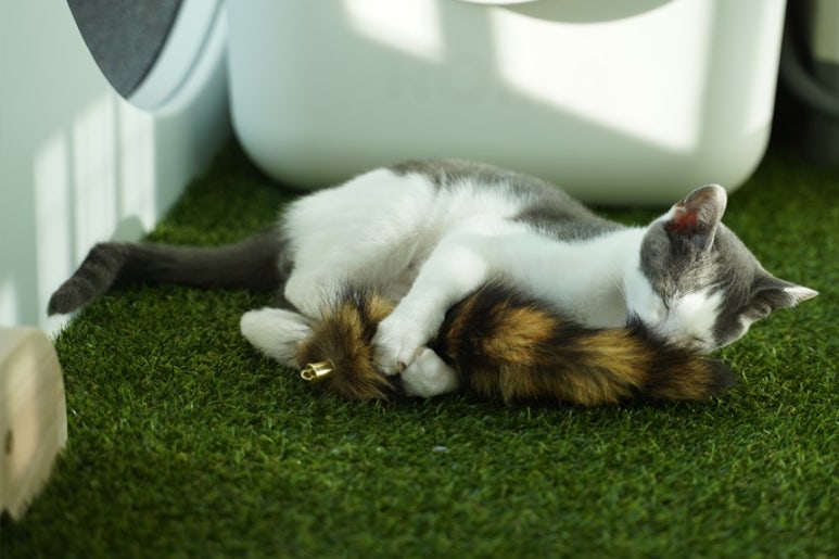 금고양이 이미지