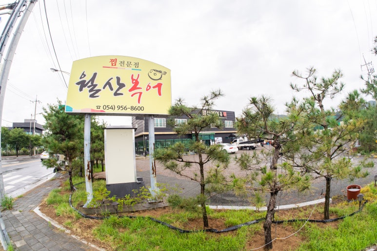 월산복어 이미지